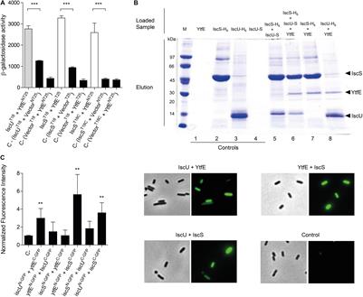 Structural Basis of RICs Iron Donation for Iron-Sulfur Cluster Biogenesis